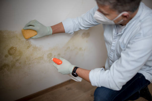 Best Residential Mold Remediation in Mccook, NE
