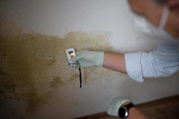 Best Black Mold Remediation in Mccook, NE
