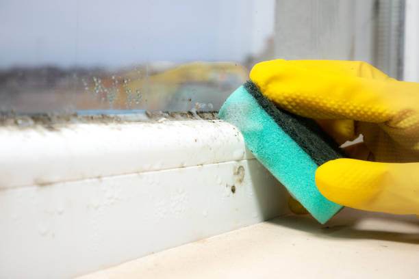 Best Localized Mold Remediation (e.g., coastal areas, humid climates) in Mccook, NE