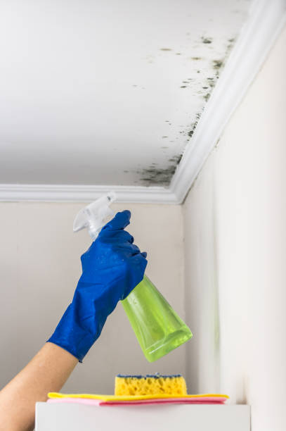 Best Residential Mold Remediation in Mccook, NE